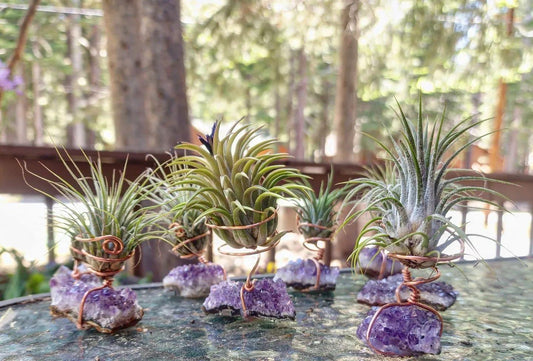 Air plant and Amethyst